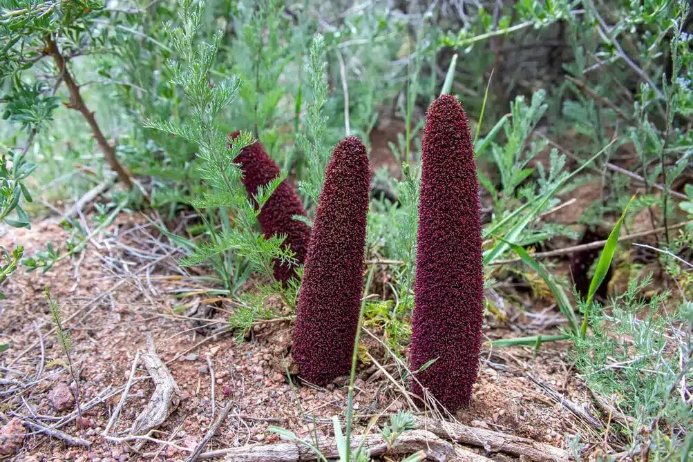 cynomorium songaricum erectiepillennl