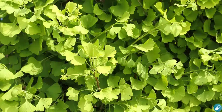 ginkgo biloba japanse notenboom