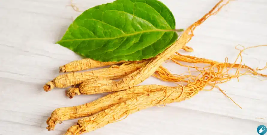 radix ginseng