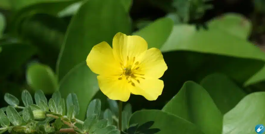 tribulus terrestris erectie