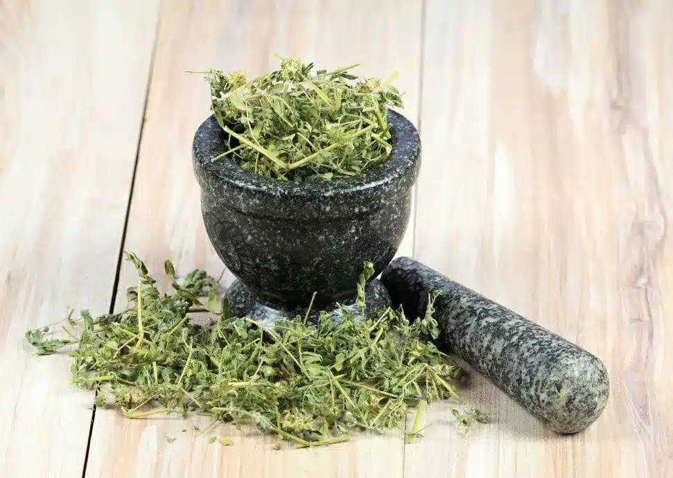 tribulus terrestris erectiepillennl